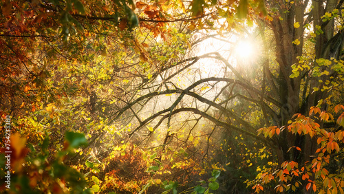 Rays of beautiful sunlight in misty air around bare branches framed by lush colorful autumn foliage 