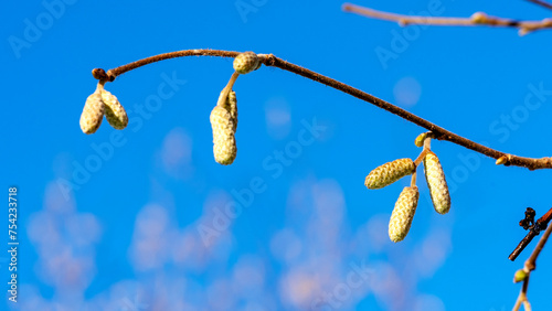 Blooming hazel flowers on a blue background photo