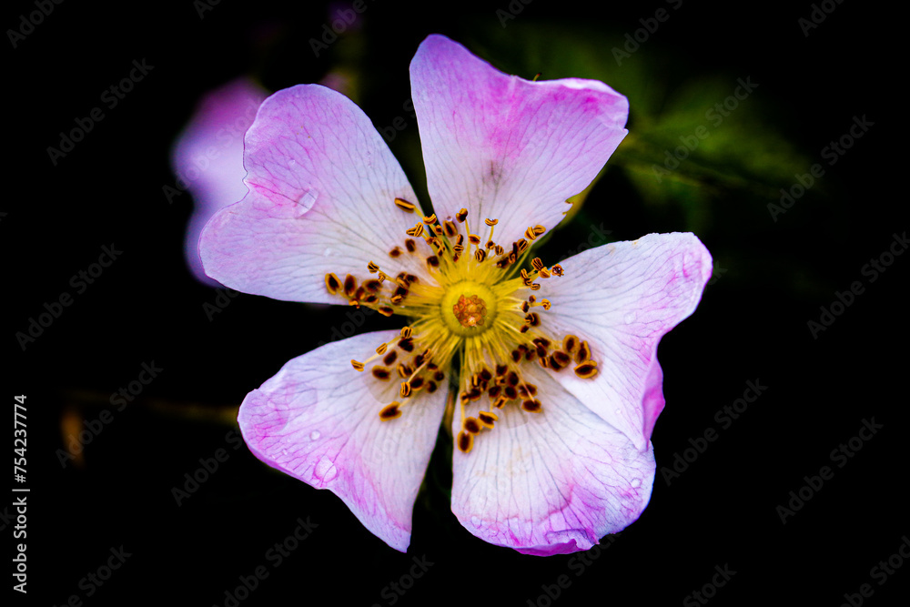 Obraz premium A beautiful closeup of an open flower during the Spring months