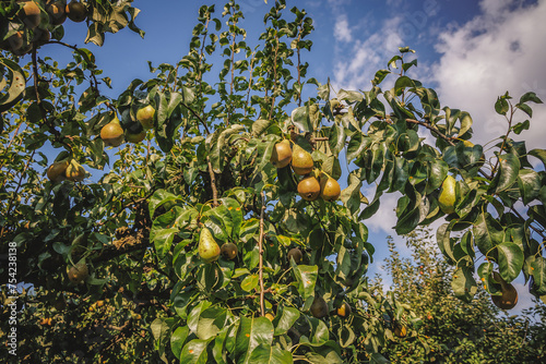 Conference pear tree in a garden on a Polish countryside photo