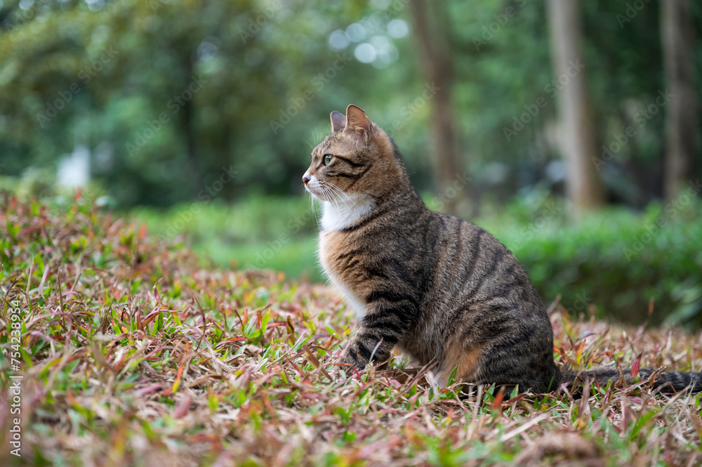 Cute kitten in the park