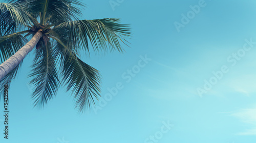 Blue background with palm tree .