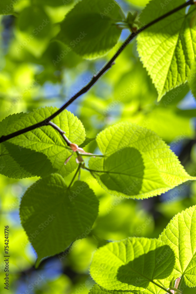 Background of first tender-green linden leaves against blue sky on sunny May day. Spring mood Background of first tender-green linden leaves against blue sky on sunny May day. Spring mood