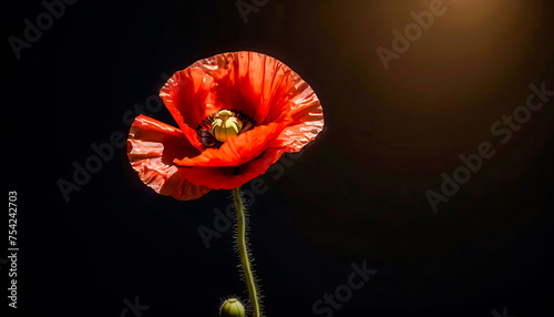 Realistic red poppy isolated on dark background Decorative flower for Remembrance Day