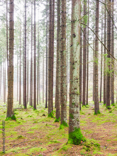 Dense Forest With Tall Trees