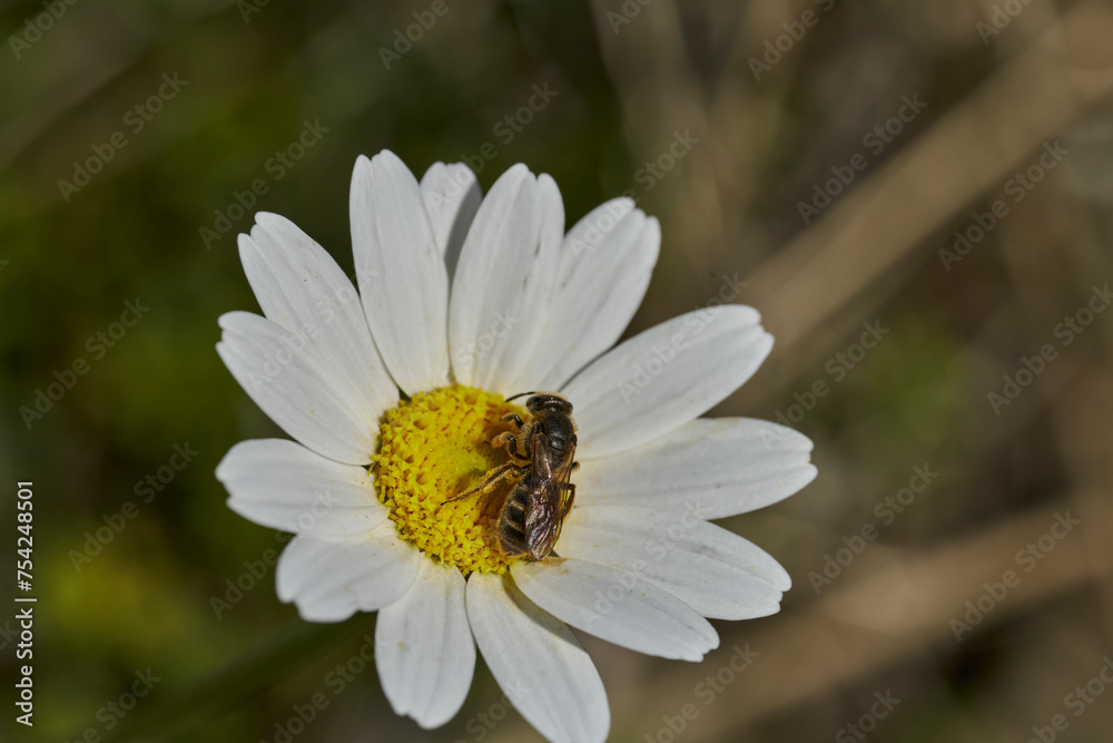 abeja melífera sobre una flor de margarita abeja melífera sobre una flor de margarita
