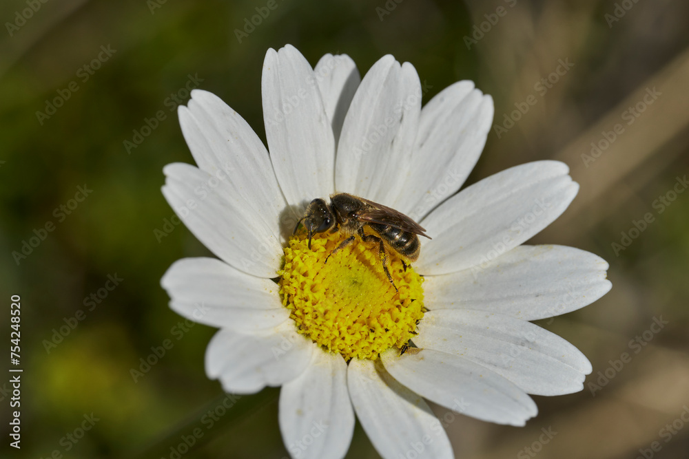 Fototapeta premium abeja melífera sobre una flor de margarita