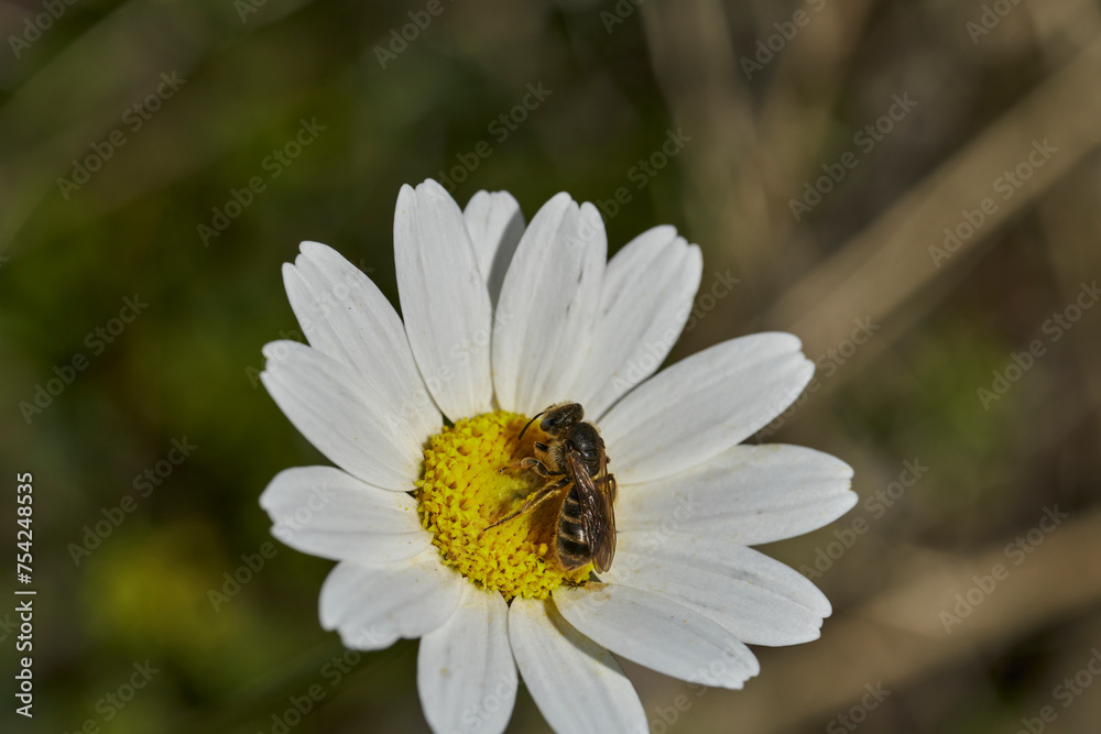 abeja melífera sobre una flor de margarita abeja melífera sobre una flor de margarita