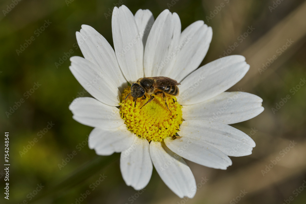 abeja melífera sobre una flor de margarita abeja melífera sobre una flor de margarita