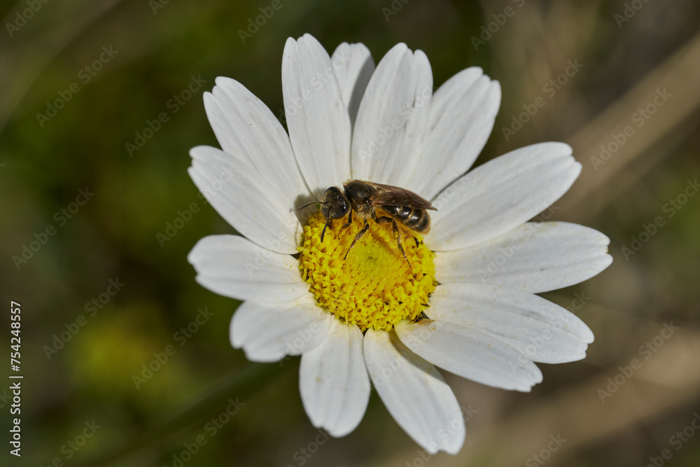 abeja melífera sobre una flor de margarita abeja melífera sobre una flor de margarita