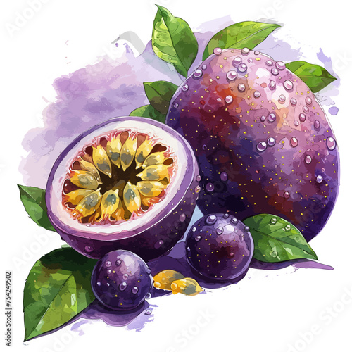watercolor Drawing Vector of a Passion Fruit with leaf, isolated on a white background, painting, Illustration Graphic clipart.