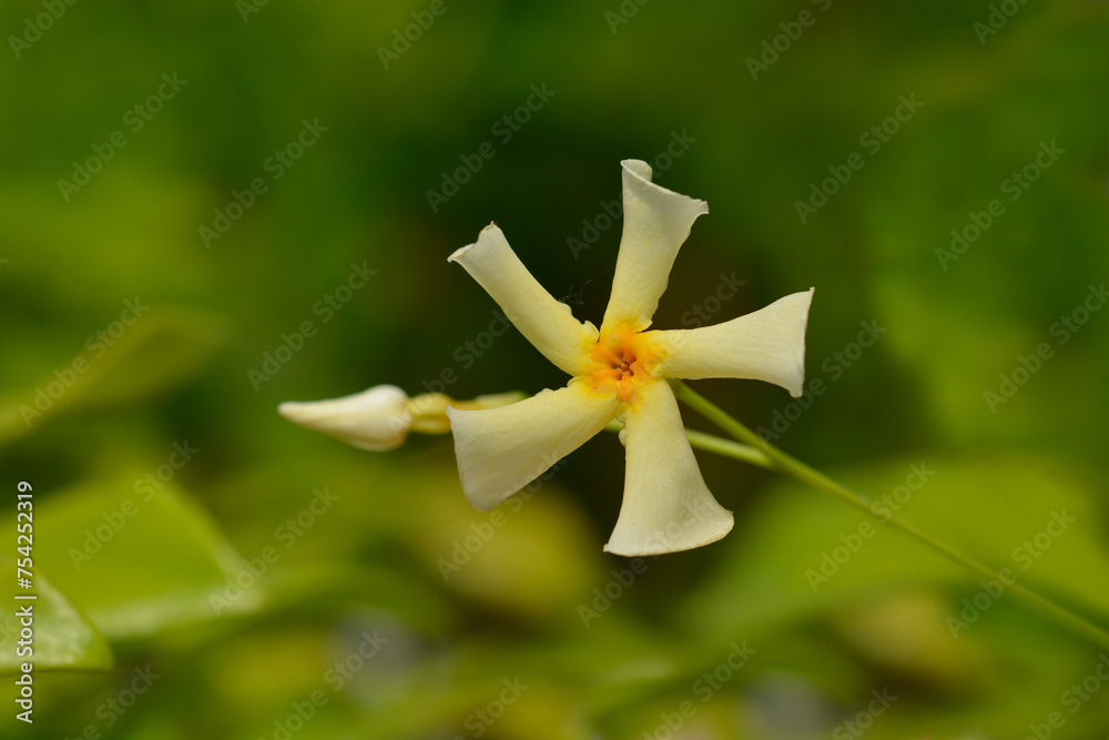 Obraz premium Star jasmine Star of Toscana flower