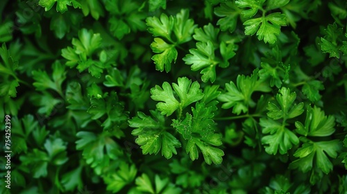 Close-up of fresh garden parsley leaves