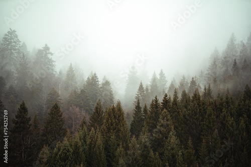 Trees next to each other in the forest covered by the creeping mist