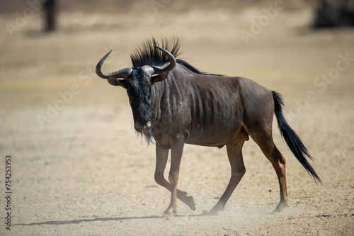Blue Wildebeest  Connochaetes taurinus  Kgalagadi Transfrontier Park  South Africa