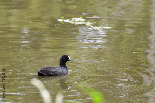 Une talève sultane (Porphyrio porphyrio) ou poule sultane se déplace à la surface de l'eau. photo