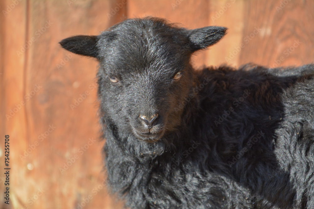 Freshly born black lamb in spring Freshly born black lamb in spring