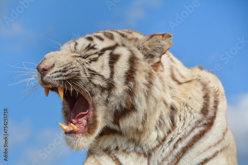 Fototapeta Naklejka Na Ścianę i Meble -  White Bengal tiger shows teeth and roars