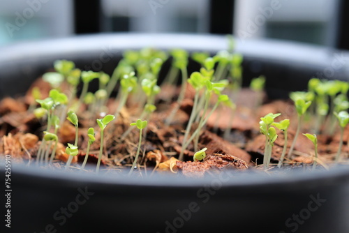 sprouts in a pot