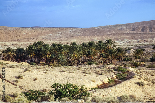 Palm trees in Tozeur Governorate, Tunisia near border with Algeria