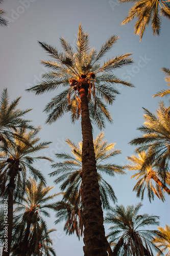 Date palms on plantation in Degache oasis town  Tozeur Governorate of Tunisia