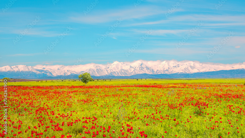 Poppy field near Taurus mountains - Adana, Turkey