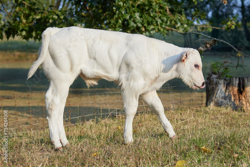 Young white male calf on meadow © erwin