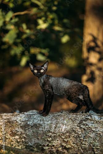 Cute Funny Curious Gray Black Devon Rex Cat sitting on fallen tree trunk in forest  garden. Obedient Devon Rex Cat With Cream Fur Color looking at camera. Cats Portrait.