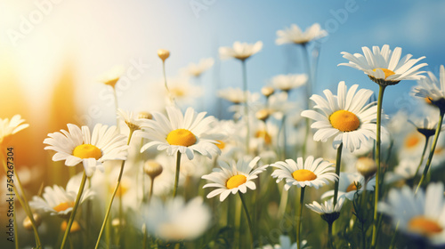 Focus on daisy flowers and nature in meadow.