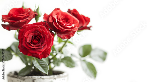 Red roses in a pot isolated on white background with copy space.