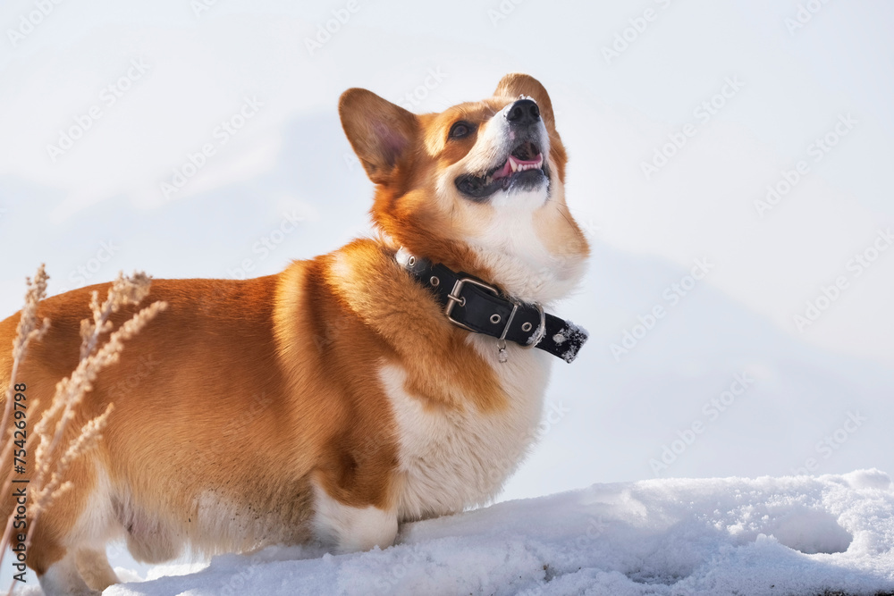 Portrait of a happy dog with a smile, red Welsh Corgi Pembroke in the snow in the mountains Portrait of a happy dog with a smile, red Welsh Corgi Pembroke in the snow in the mountains