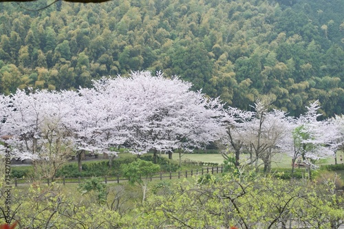 桜