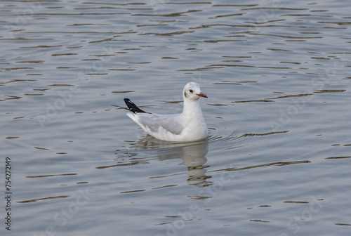 white seagull swimming