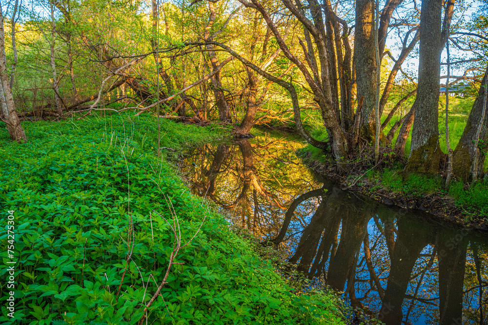 Obraz premium river in the forest