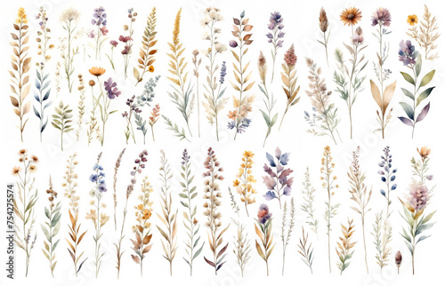 Herbarium watercolor illustrations set. A collection of dried flower drawings photo