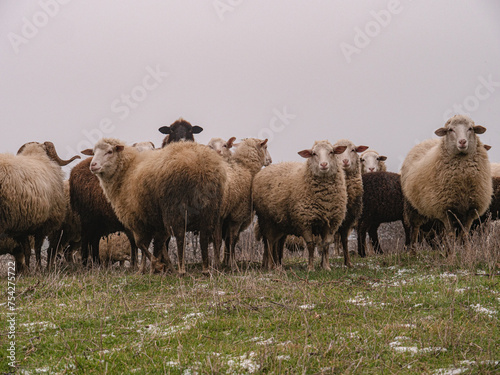 A flock of sheep on a pasture in spring. There is still snow among the green grass. An aesthetic photo between heaven and earth