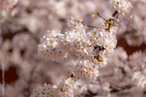 Selective focus a branches of white pink Cherry blossoms on the tree, Beautiful Sakura flowers in spring season in the park, The flower of trees in Prunus subgenus Cerasus, Nature wallpaper background © Sarawut