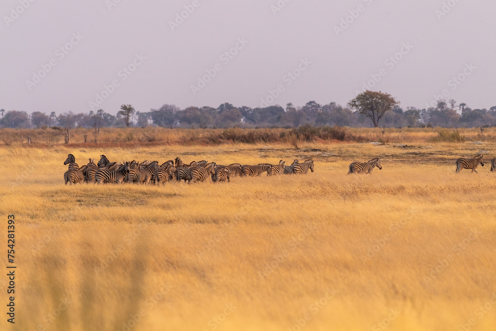 Telephoto shot of a large herd of Burchell's Plains zebras, Equus quagga burchelli, running on the dry lands of the Okavango Delta, Botswana.