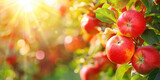 Red apples in an apple orchard with sunlight and green leaves. Organic Apples banner