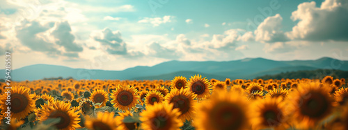 field sunflowers at noon in the style of expansive, agriculture, food and production photo