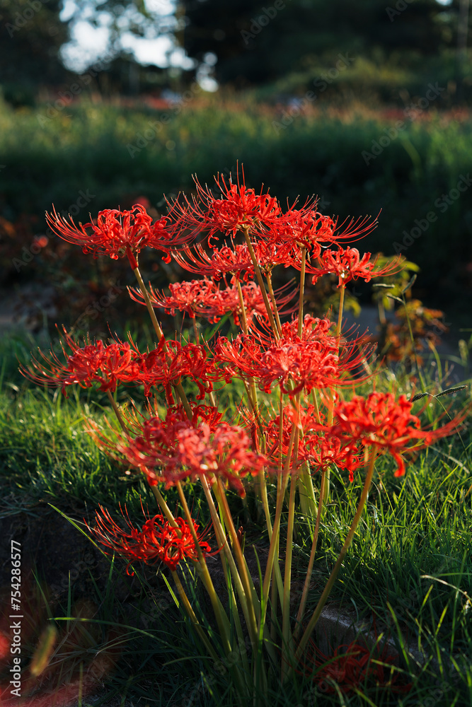 Red Spider Lilies in the Park Red Spider Lilies in the Park