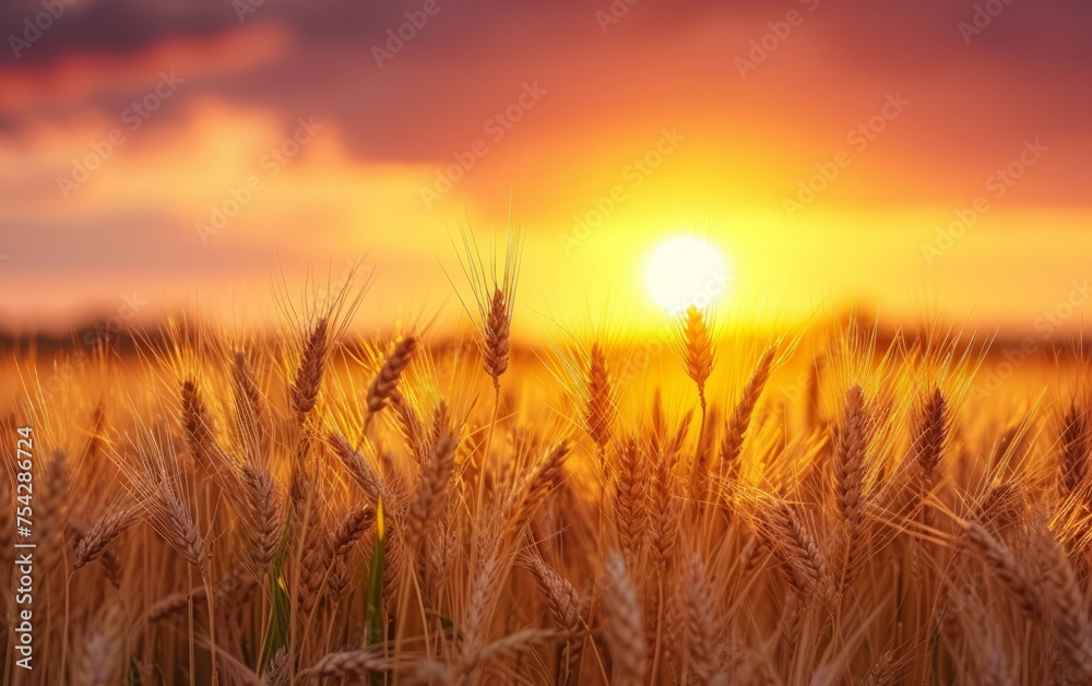 Fototapeta premium Realistic Photograph of Wheat Silhouettes Against a Vivid Orange Sunset