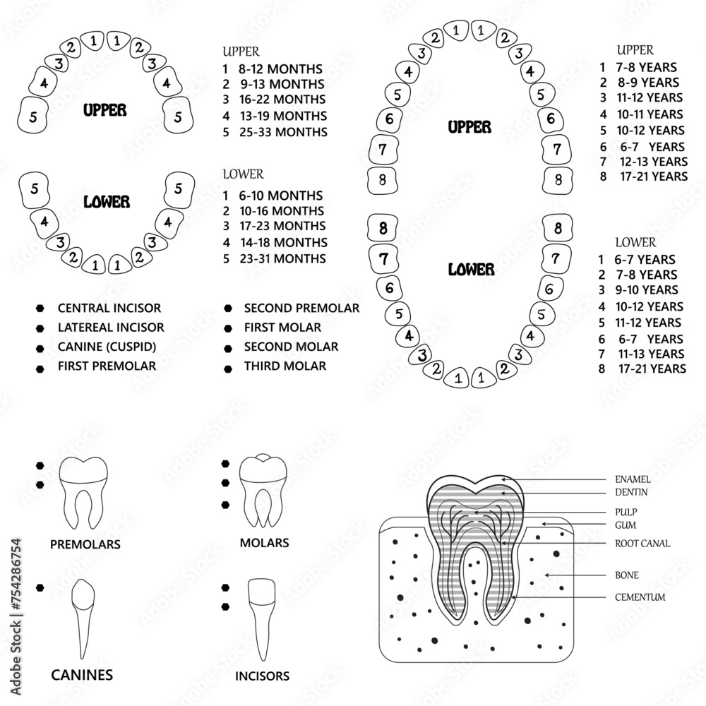 Human tooth anatomy chart, black and white teeth diagram illustration ...