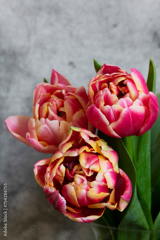 Peony multicolored tulips on a concrete background.