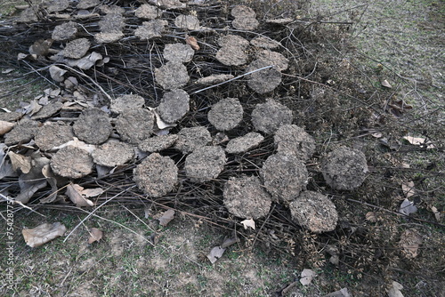 Cow Dung Cakes or gobar upla. Its used as fuel for making food in villages of india. Cow dung is also used in Hindu religious fire yajna as an important ingredient. Hand made cow dung cakes.  photo