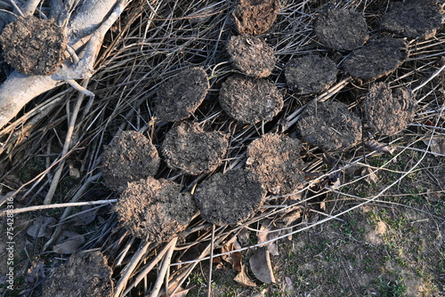 Cow Dung Cakes or gobar upla. Its used as fuel for making food in villages of india. Cow dung is also used in Hindu religious fire yajna as an important ingredient. Hand made cow dung cakes.  photo