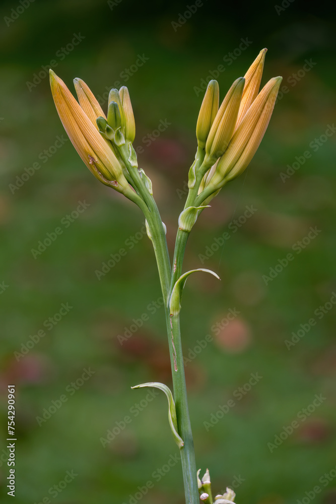 Fototapeta premium Close-up photography of yellow lily buds, captured in a garden near the colonial town of Villa de Leyva, in central Colombia.