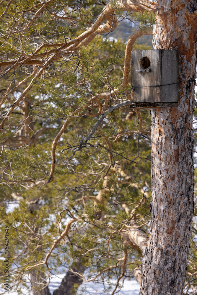old abandoned bird house on a tree in a pine forest
old abandoned bird house on a tree in a pine forest