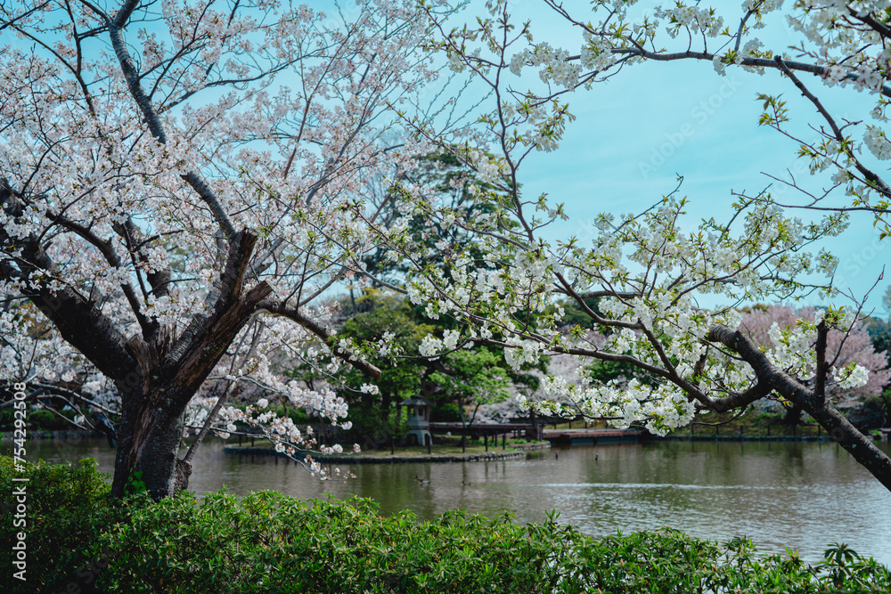 鎌倉の神社に咲く桜