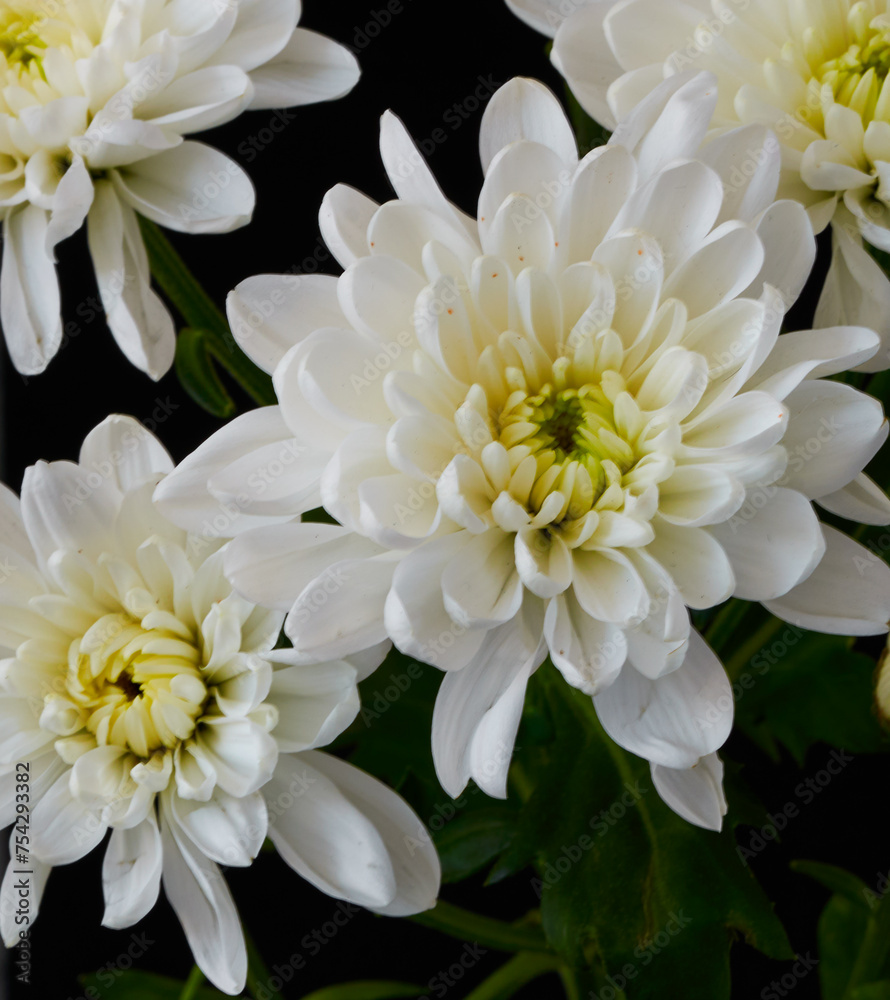 white chrysanthemum flowers grow on a black background white chrysanthemum flowers grow on a black background